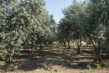 Güneşli bir günde zeytin ağaçlarının fidanlığı. Sürdürülebilir tarım. Boşluğu kopyala, arkaplan.