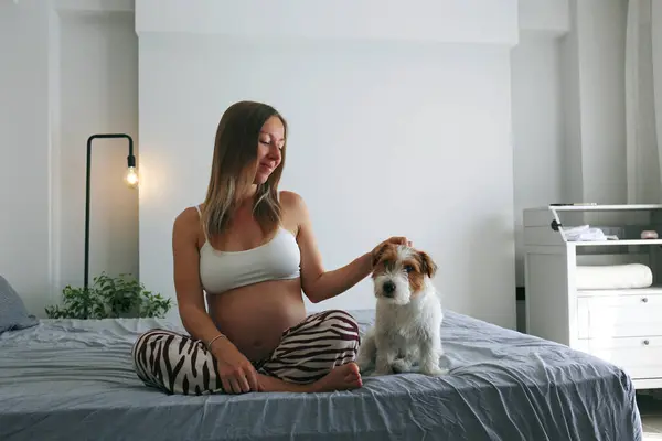 Lykkelig Gravid Kvinde Kæler Hendes Wire Hår Jack Russell Terrier Stock-billede