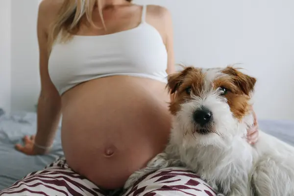 Bedårande Scen Lurviga Jack Russell Terrier Gravid Kvinnas Knä Förnimma Stockbild