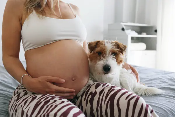 Bedårande Scen Lurviga Jack Russell Terrier Gravid Kvinnas Knä Förnimma Royaltyfria Stockfoton