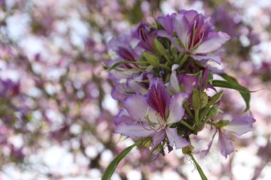 Bir orkide ağacının çiçek açan dalını yakından çek. Boşluğu kopyala, arkaplan.