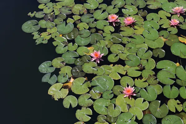 Красочные Водяные Лилии Плавающие Поверхности Воды Вид Сверху Пространство Копирования Стоковое Фото