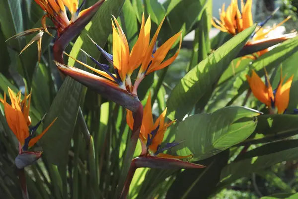 Smuk Farverig Paradisfugl Blomst Med Store Grønne Blade Luk Baggrund Royaltyfrie stock-billeder