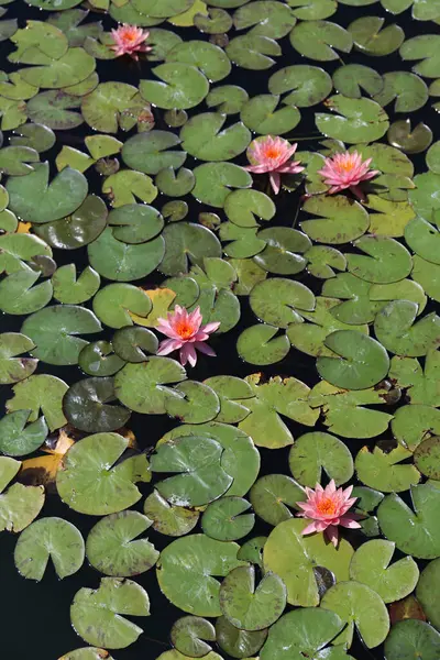 Bunga Lili Air Berwarna Mengambang Permukaan Air Tampilan Atas Salin Stok Gambar Bebas Royalti