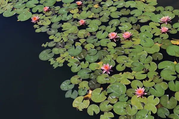 Bunga Lili Air Berwarna Mengambang Permukaan Air Tampilan Atas Salin Stok Gambar