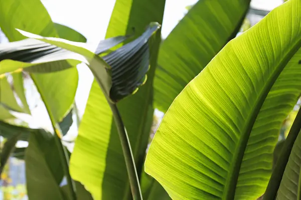 Hromada Palmových Listů Přirozeném Slunečním Světle Kopírovat Prostor Zavřít Pozadí Royalty Free Stock Fotografie