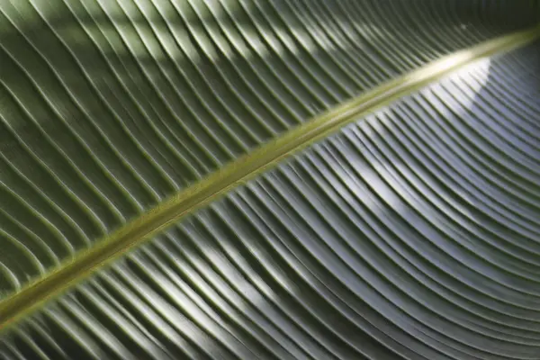 Textuur Afbeelding Van Een Groene Palmblad Streep Achtergrond Kopieerruimte Close Stockafbeelding