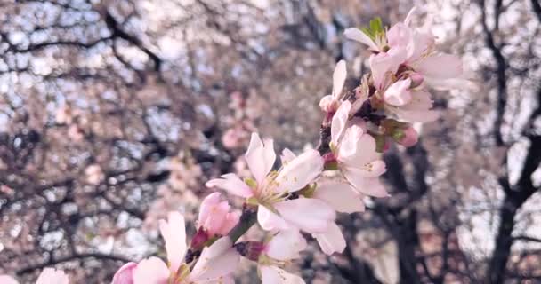 Ramo Árvore Cheio Belas Flores Cerejeira Rosa Branca Fundo Close — Vídeo de Stock