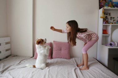 Altı yaşında, tel saçlı Jack Russell Terrier 'a uslu durmasını öğretiyor. Küçük kız kaba köpeğini evde eğitiyor. Kapat, kopyala boşluk, arkaplan.