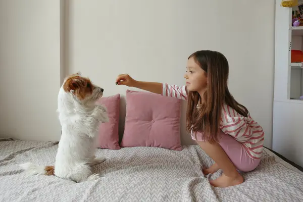 Six Year Old Teaching Her Wire Haired Jack Russell Terrier Stok Gambar