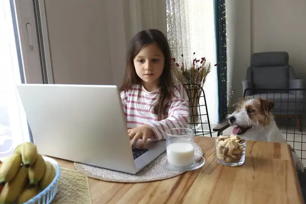 Little Girl Doing Homework Laptop Wire Haired Jack Russell Terrier Stok Gambar Bebas Royalti