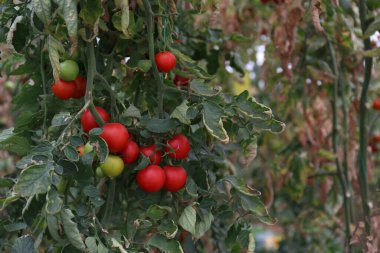 Close up shot of organic tomatoes growing on a stem. Local produce farm. Copy space for text, background.