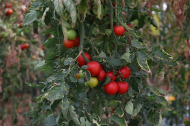 Close up shot of organic tomatoes growing on a stem. Local produce farm. Copy space for text, background.