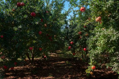 Ağaç dalında yetişen olgun kırmızı narı yakından çek. Akdeniz yerel üretim çiftliği. Metin ve arkaplan için boşluk kopyala.