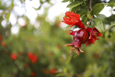 Ağaç dalında yetişen olgunlaşmamış narı yakından çek. Akdeniz yerel üretim çiftliği. Metin ve arkaplan için boşluk kopyala.