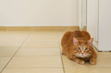 Esmer, genç bir kadın evde kızıl bir kediyi kurtarıyor. Boşluk arkaplanı kopyala.
