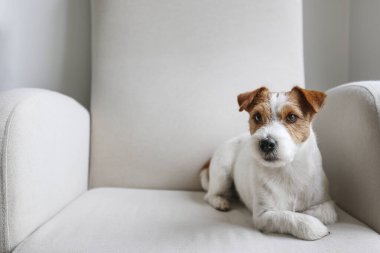 Jack Russell Terrier koltukta yatıyordu. Boşluğu kopyala, arkaplan.