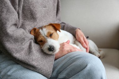 Jack Russell Terrier kadının kucağında uyuyor. Boşluğu kopyala, arkaplan.