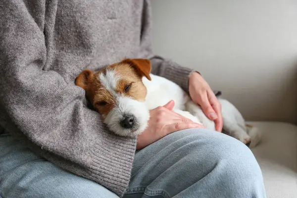 Jack Russell Terrier kadının kucağında uyuyor. Boşluğu kopyala, arkaplan.