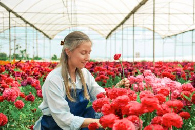 Kadın çiftçi çiçeklerini inceliyor. Boşluğu kopyala, arkaplan.