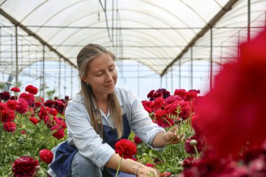 Kadın çiftçi çiçeklerini inceliyor. Boşluğu kopyala, arkaplan.