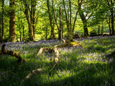 Bir bahar sabahı, güneş ışığı ve mavi çan çiçekleri olan bir ormanda.