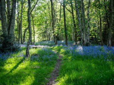 Bir bahar sabahı, güneş ışığı ve mavi çan çiçekleri olan bir ormanda.