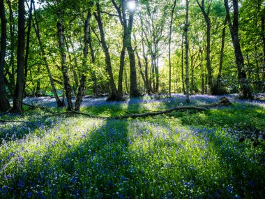 Bir bahar sabahı, güneş ışığı ve mavi çan çiçekleri olan bir ormanda.