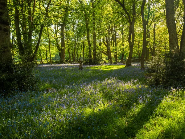 Ein Frühlingsmorgen Einem Wald Mit Sonnenlicht Und Einer Vielzahl Blauer — Stockfoto