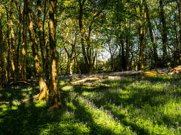 Matin Printemps Dans Bois Ensoleillé Une Foule Fleurs Bleues — Photo