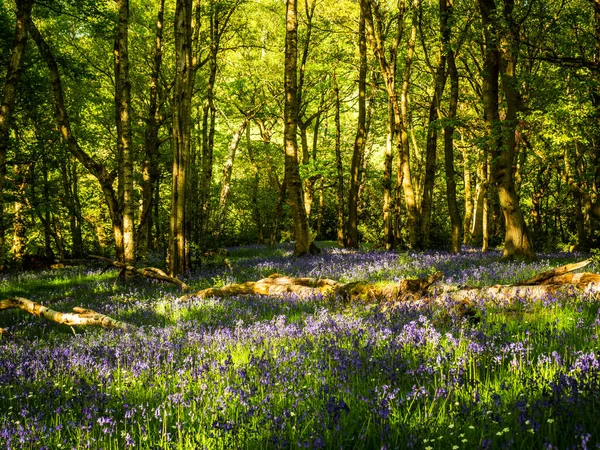 Tavaszi Reggel Erdőben Napfénnyel Kék Harangvirágokkal — Stock Fotó