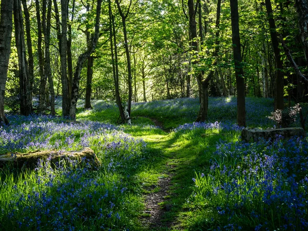 Ein Frühlingsmorgen Einem Wald Mit Sonnenlicht Und Einer Vielzahl Blauer — Stockfoto