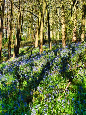 Beautiful Spring Bluebells in a shady forest