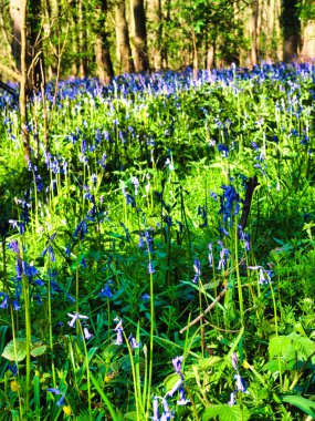 Beautiful Spring Bluebells in a shady forest