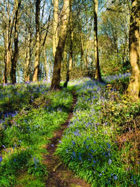 Beautiful Spring Bluebells in a shady forest