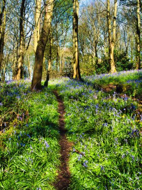 Beautiful Spring Bluebells in a shady forest
