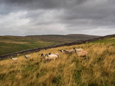 Yorkshire Dales 'de, kuru bir taş duvarı ve dağları olan bir koyun.