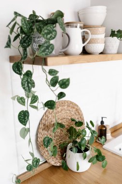 Kitchen shelves with plants, various white ceramic and glass jars. Open shelves in the kitchen. Kitchen interior ideas. Eco friendly kitchen, zero waste home concept