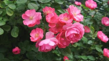 Rüzgarda sallanan pembe çiçekli yaban gülünün dalı. Bahçedeki güller. Yüksek kalite 4k görüntü