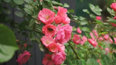Rüzgarda sallanan pembe çiçekli yaban gülünün dalı. Bahçedeki güller. Yüksek kalite 4k görüntü