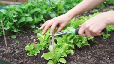 Bahçe tırmığıyla toprak ekimi, kadın eli yakından salata bahçesi bitkisi bakımı. Yüksek kalite 4k görüntü