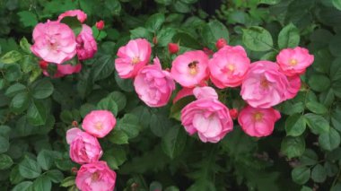 Rüzgarda sallanan pembe çiçekli yaban gülünün dalı. Arı nektar toplar. Bahçedeki güller. Yüksek kalite 4k görüntü