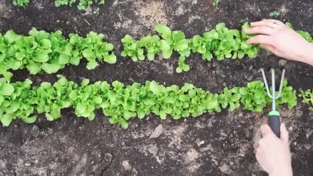 庭の熊手で土壌栽培 サラダガーデン植物のための女性の手のケアのクローズアップ 上からのトップビュー高品質4K映像 — ストック動画