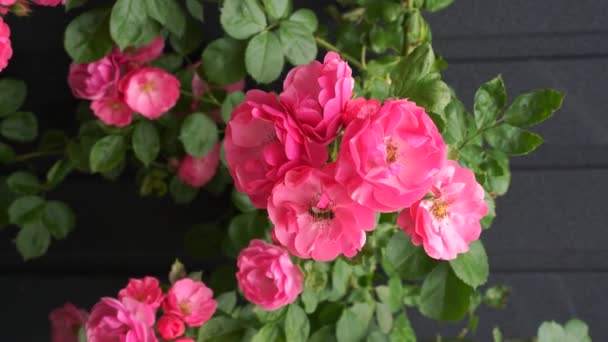 Branch Weaving Wild Rose Pink Flowers Swings Wind Roses Garden — Stock Video