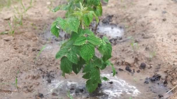 ホースで庭のラズベリーブッシュに水をやる 水のストリームは 乾燥した地面に水を注ぐ 園芸の概念 高品質4K映像 — ストック動画