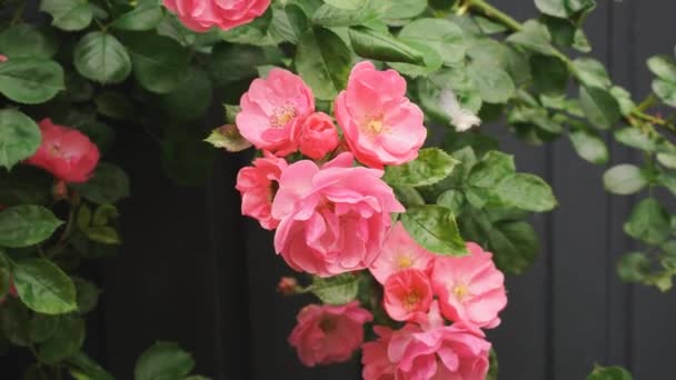 風に揺れるピンク色の花で織られた野生のバラの枝 蜂は蜜を集める 庭のバラ 高品質4K映像 — ストック動画