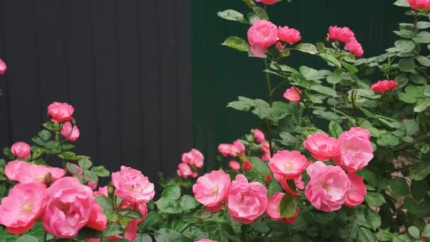 Tak Van Een Wevende Wilde Roos Met Roze Bloemen Zwaait — Stockvideo