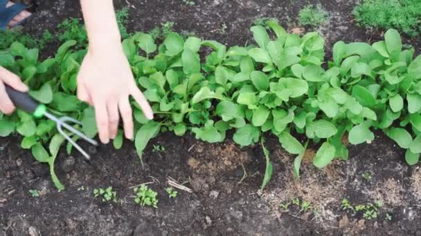 Bahçe Tırmığıyla Toprak Yetiştirme Kadın Eli Yakından Roka Bahçesi Bakımı — Stok video