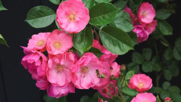 Branch Weaving Wild Rose Pink Flowers Swings Wind Bee Collects — Stock Video