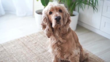 İngiliz cocker spaniel dog oturma odasında halıda oturuyor. Yüksek kalite 4k görüntü